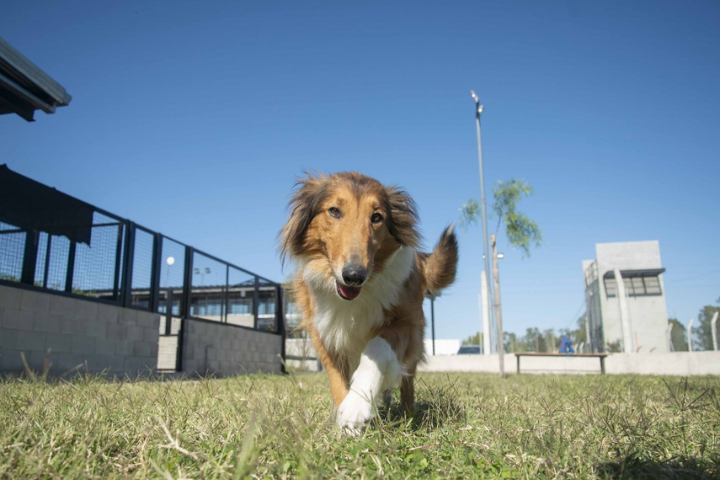 La Municipalidad celebra el Día del Animal con una jornada en Calle Recreativa